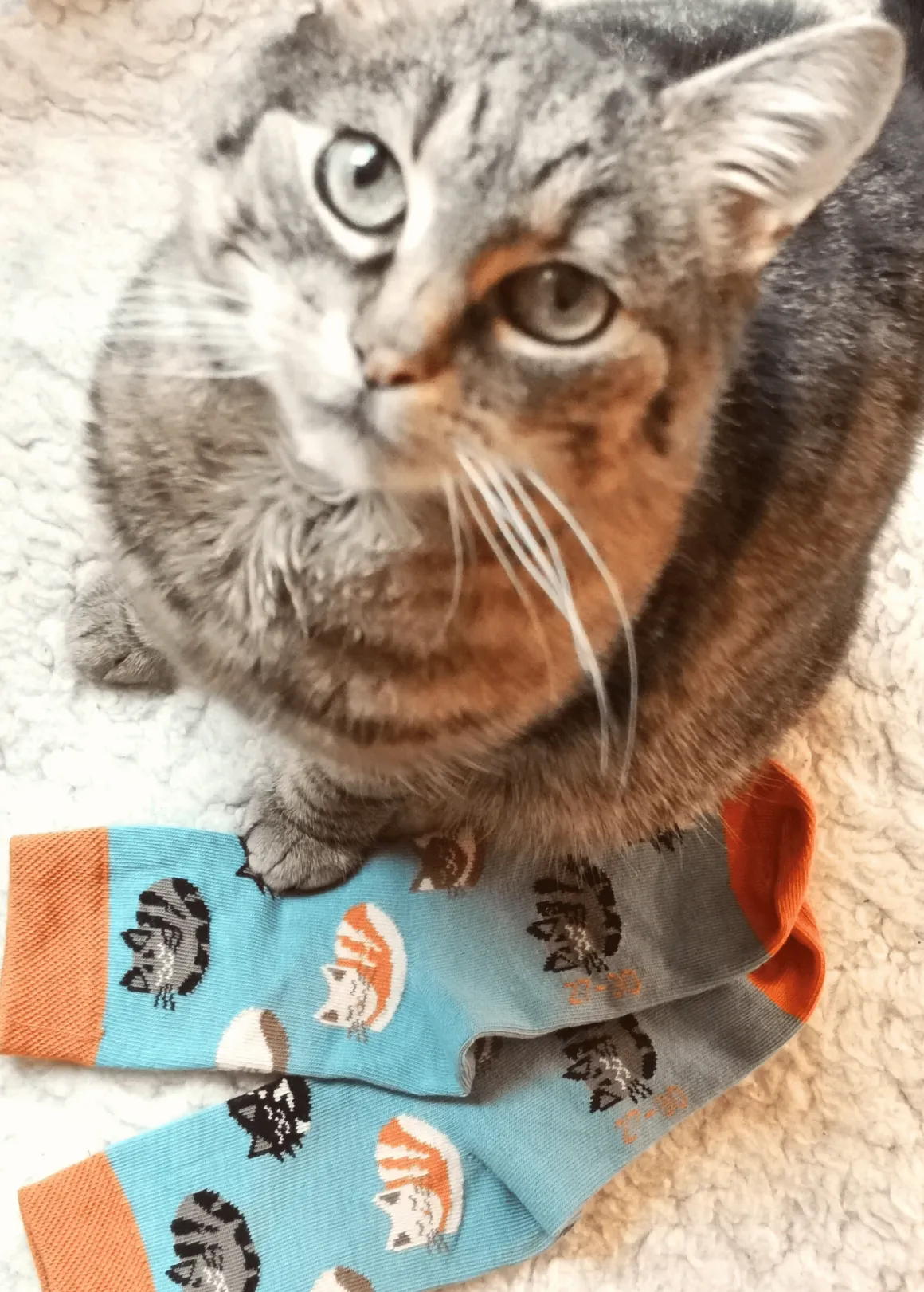 Fräulein Prusselise ~ Biosocke ~ Katzenbande